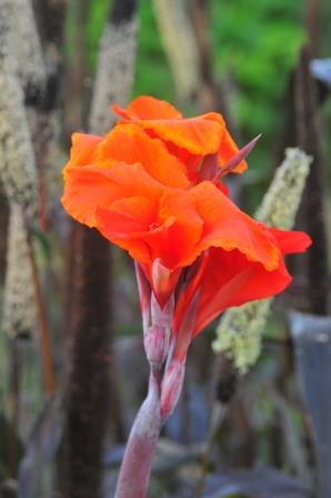Canna flower