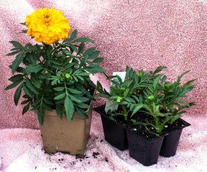 Marigold transplants