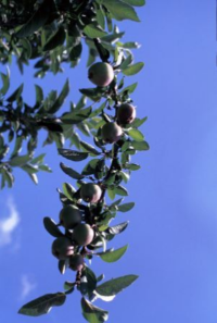 apple foliage and fruit