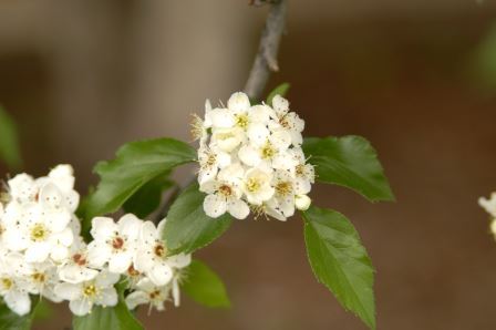 Hawthorn flower