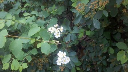 Spirea foliage and flowers