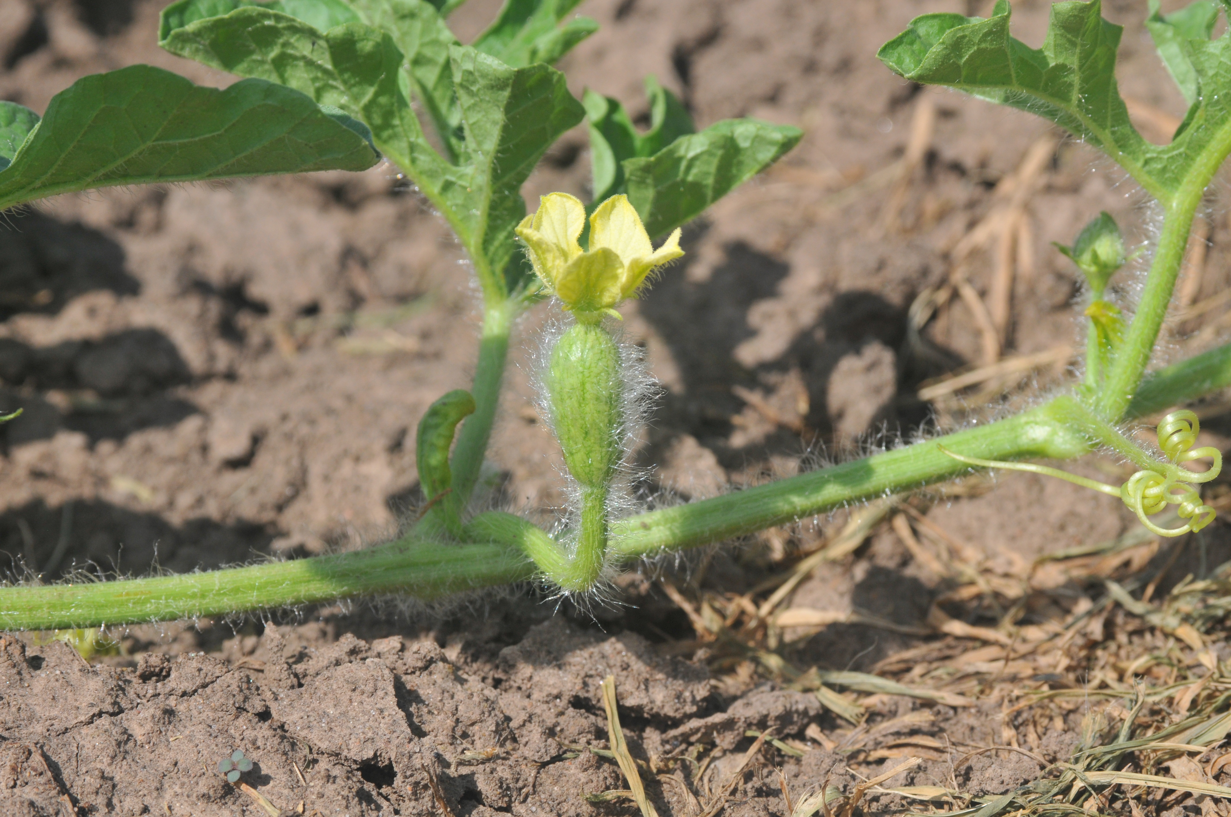 Watermelon flower (male)