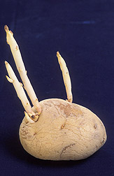 Sprouting potato
